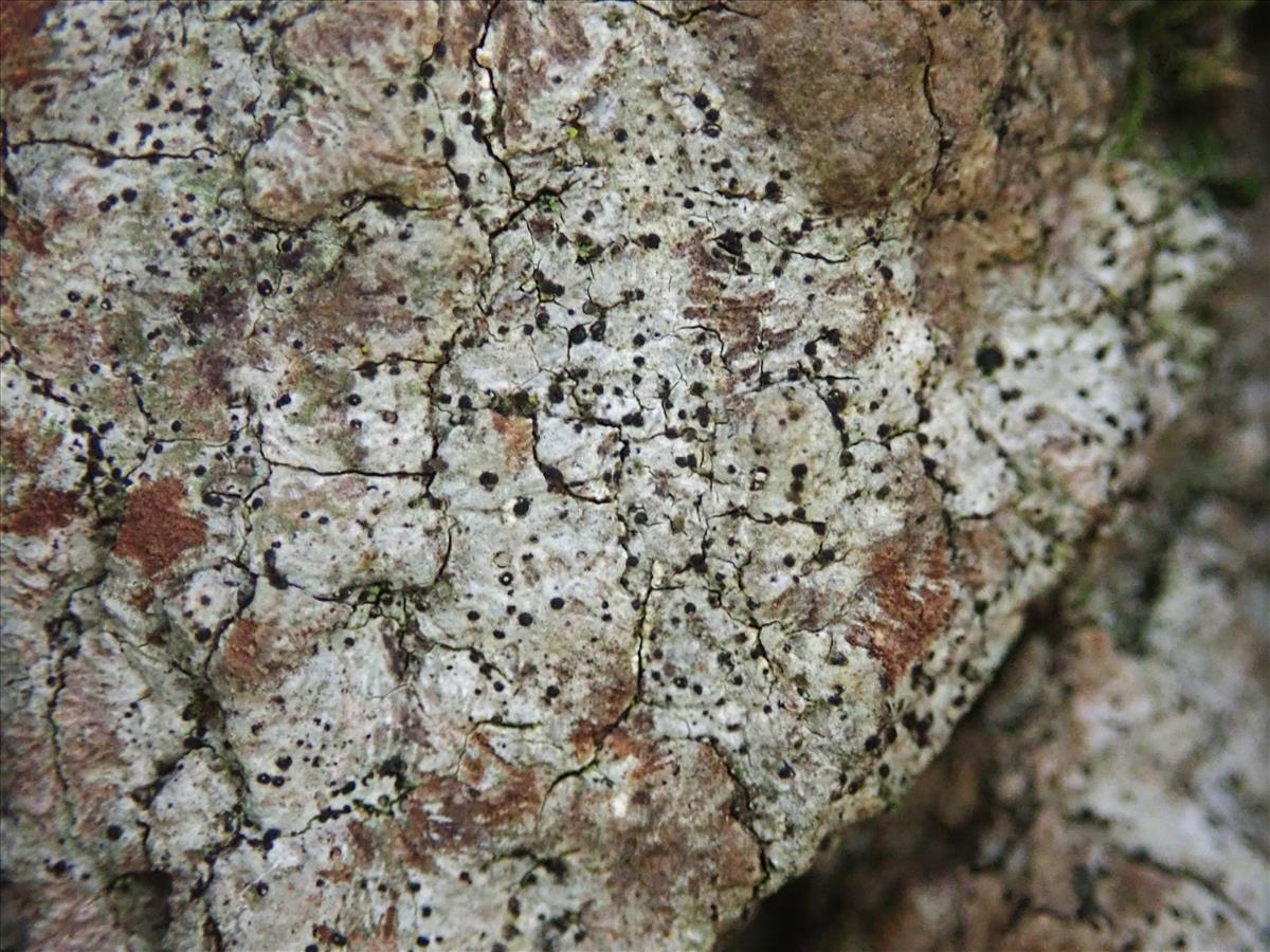 Strigula jamesii (door Lukas Verboom)